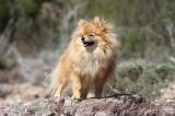 SPITZ ALLEMAND 299